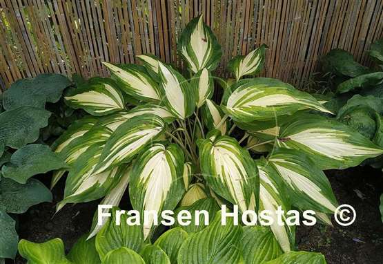 Hosta Cool as a Cucumber